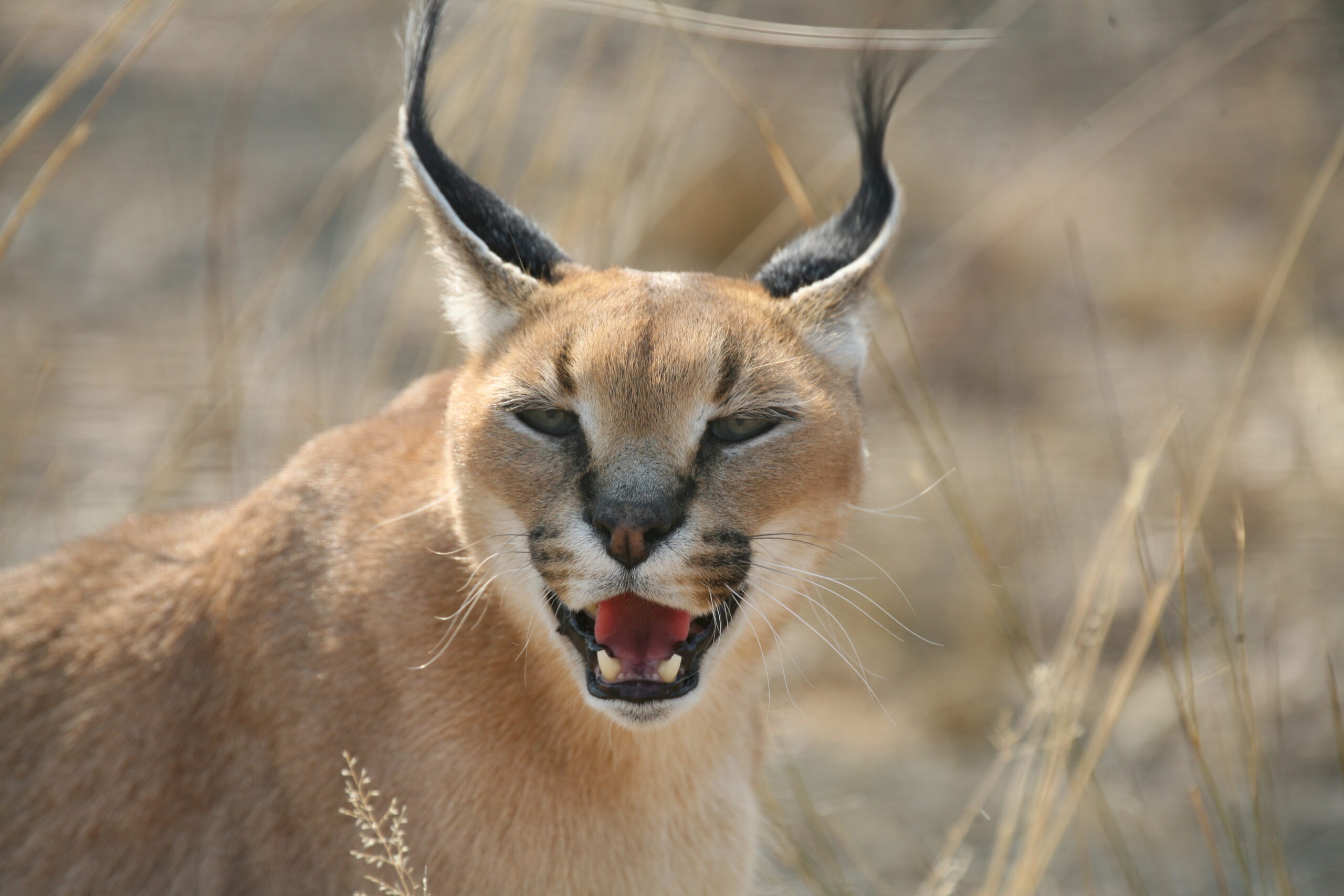 Central-Caracal