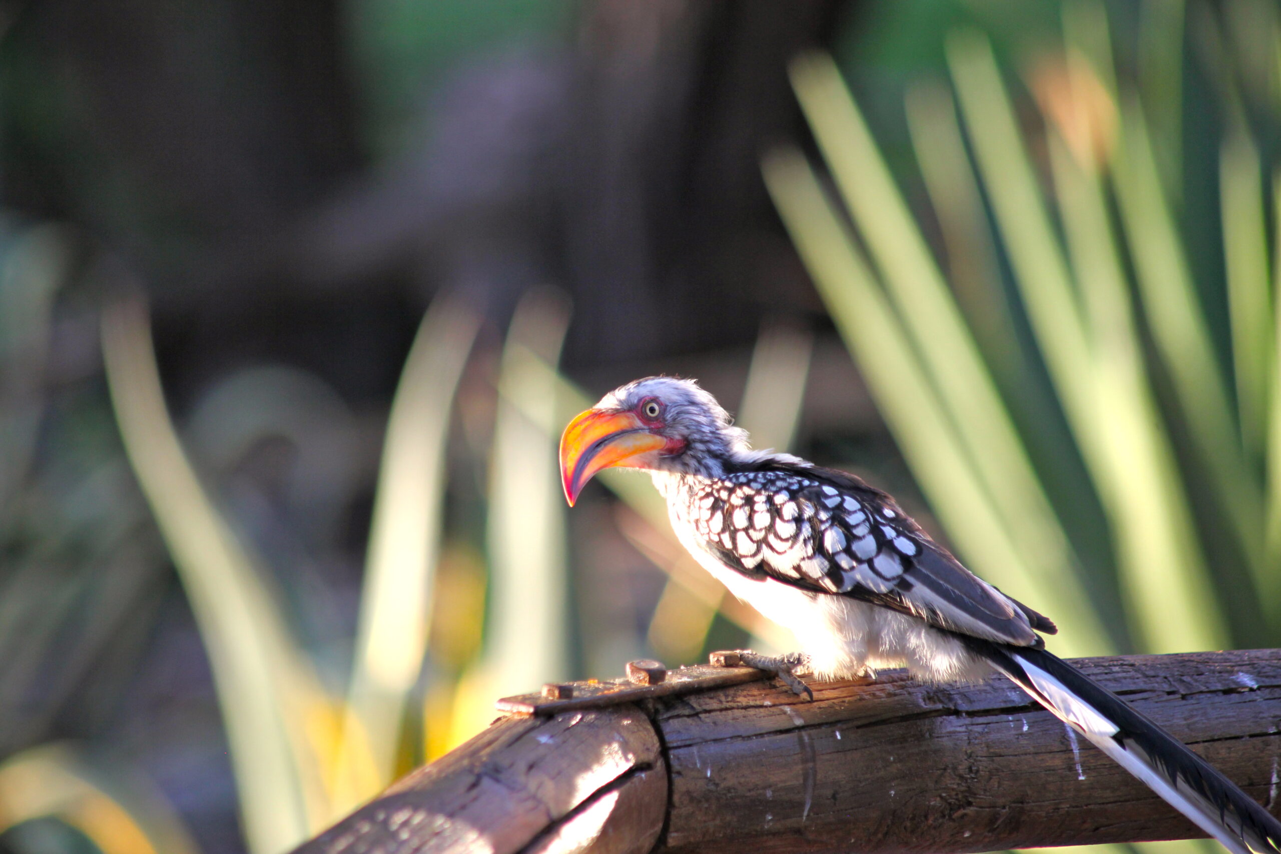 Central-Hornbill