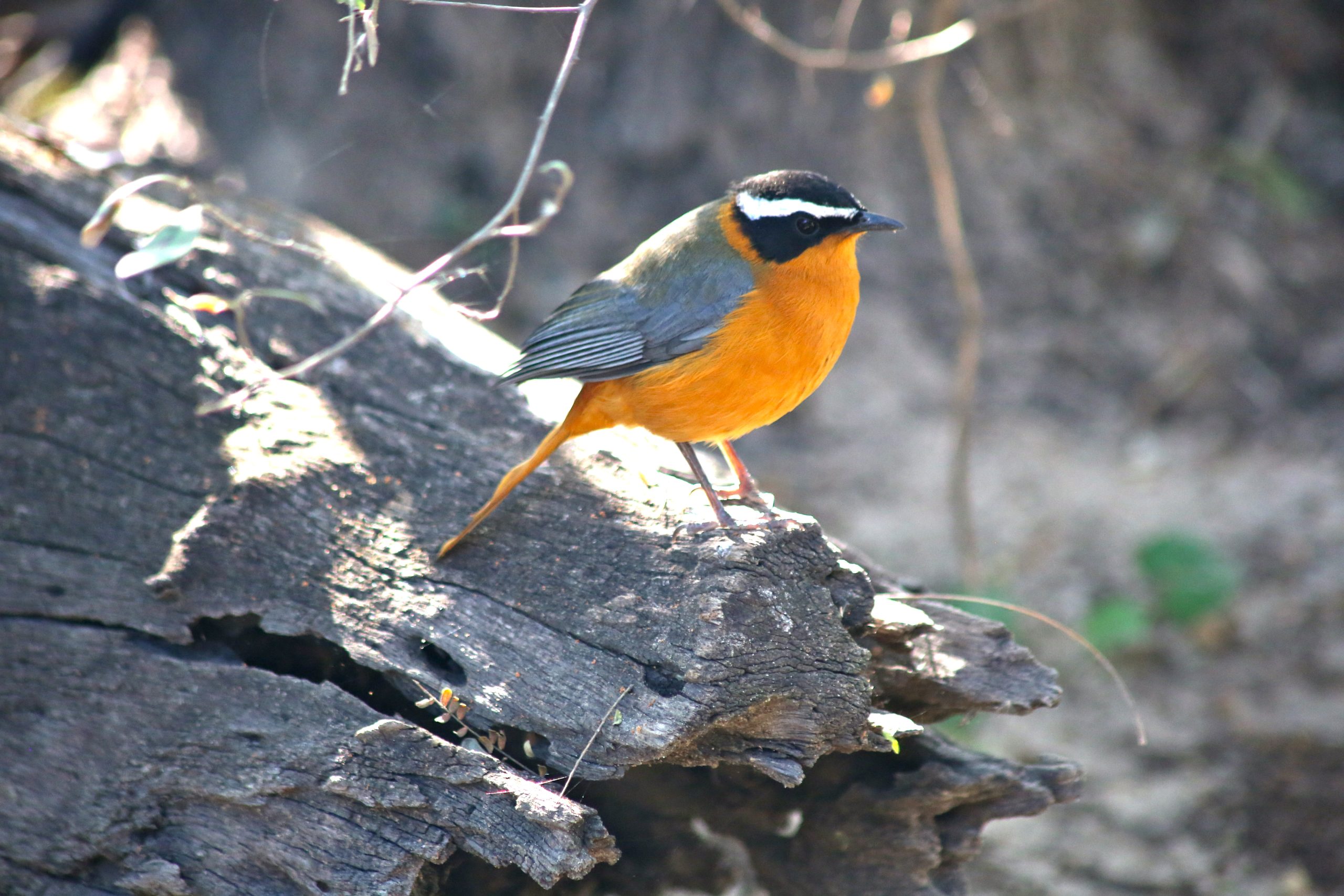 Gallery-Central-PAGE 39 WHITE-BROWED ROBIN-CHAT