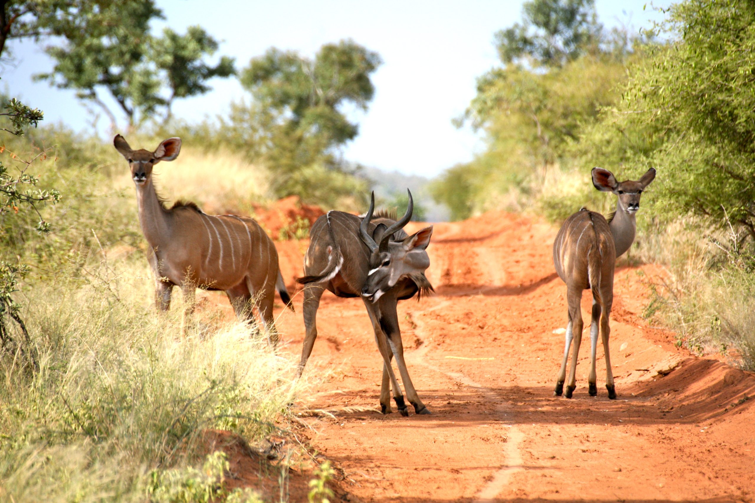 Gallery-Central-Page 54 filler Young Kudu Trio