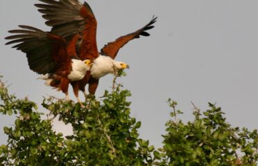 North-Eastern-IMG_0326