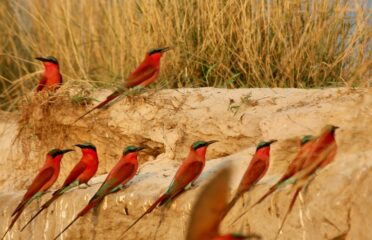 North-Eastern-IMG_0415