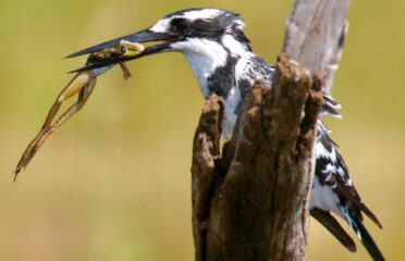 North-Eastern-IMG_1891.copy JPG