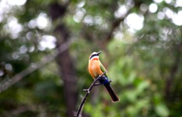 Northern-Page 104 Filler IMG_6404