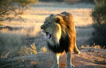Northern-Yawning Lion - Northern Region_Namibia