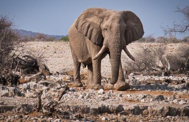 The Majestic Saga of Elephants