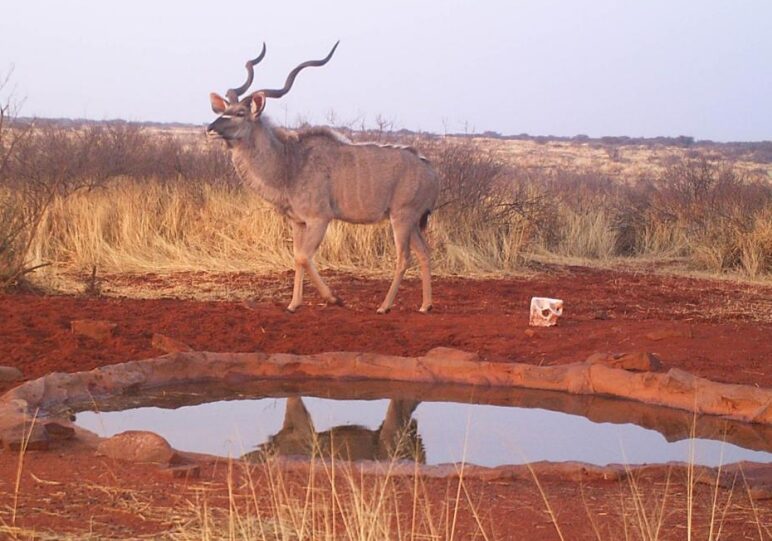 Xaraxab-Kalahari-Camp-5