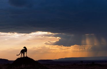 Cheetah View Lodge