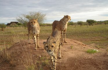 Cheetah Conservation Foundation Visitor’s Centre & Museum