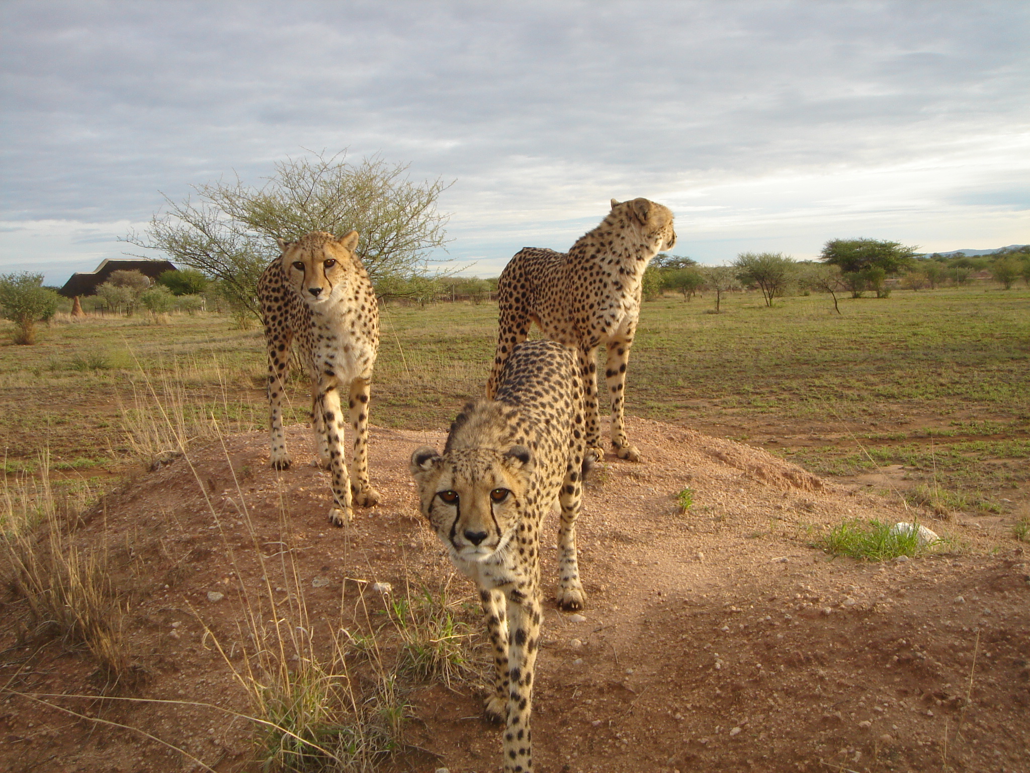 Cheetah Conservation Foundation Visitor s Centre Museum Namibia App
